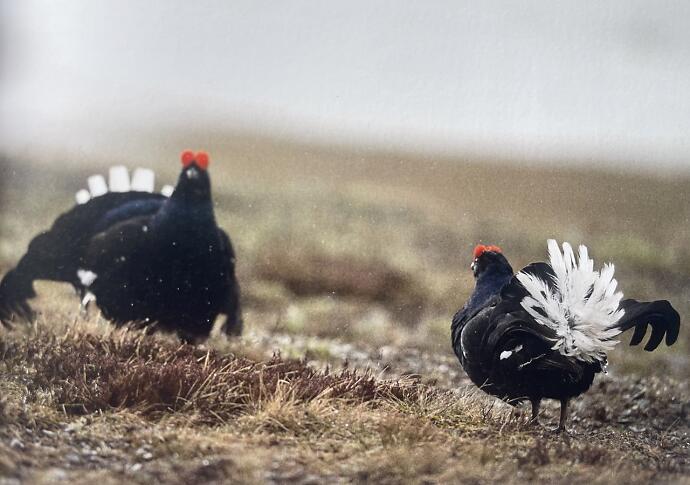 A closer look - the black grouse in portrait - TopHunt GmbH
