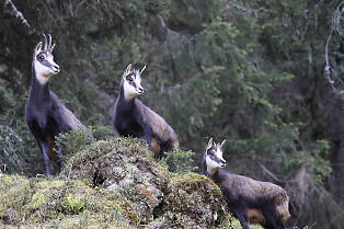 Chamois hunting in Carinthia